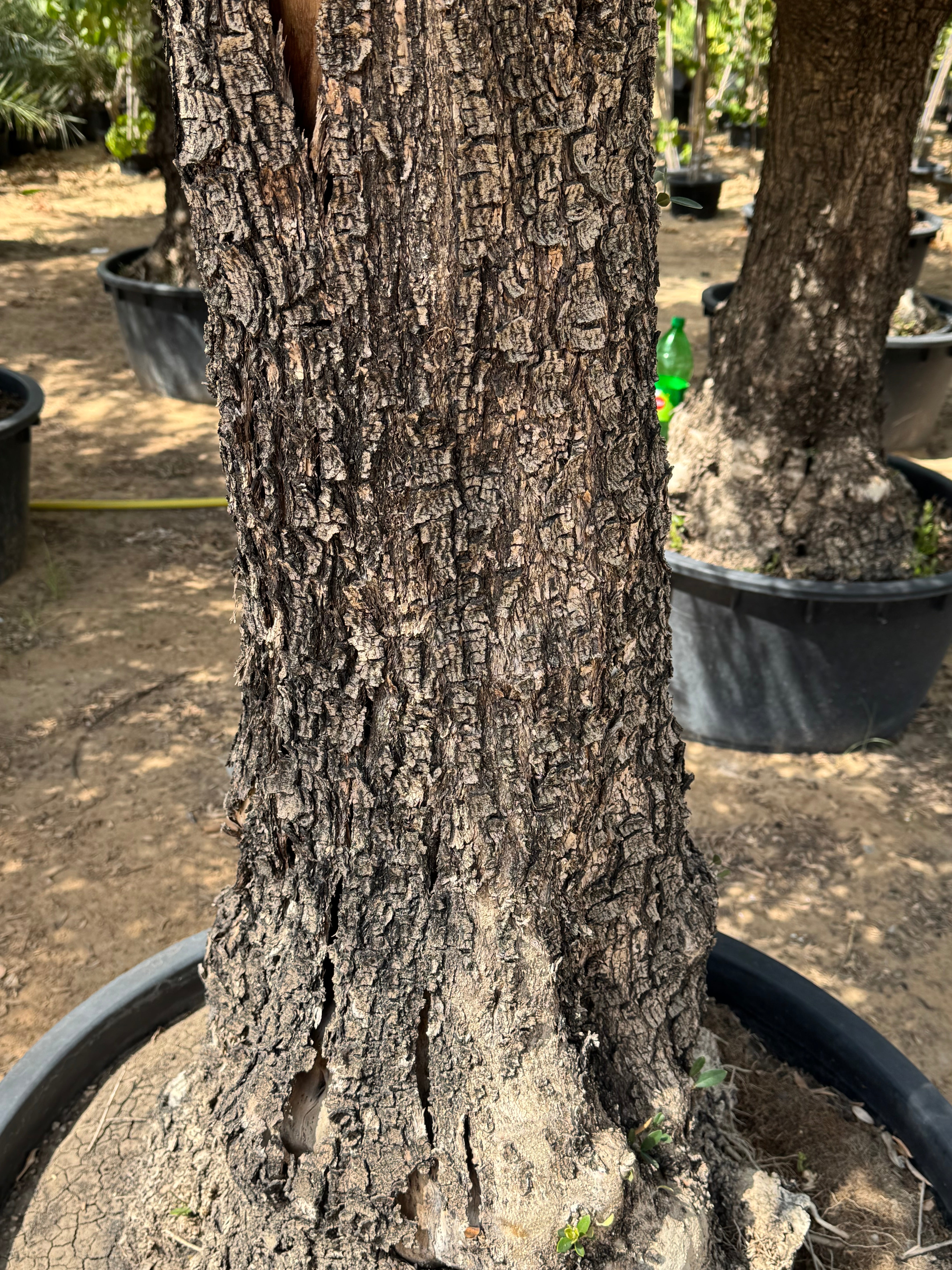 3M Old Trunk Olive Tree (Including Nursery Pot)