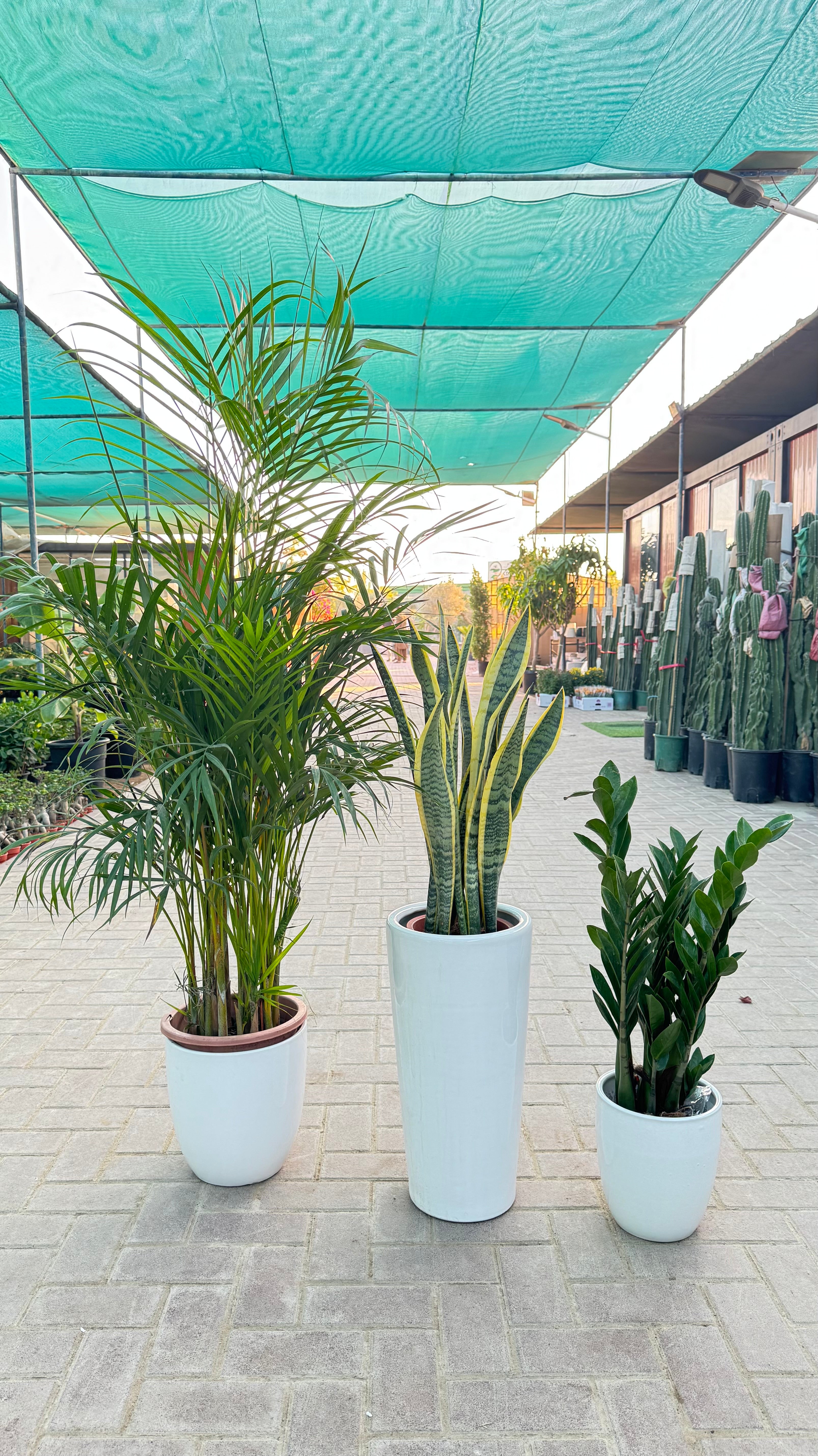 🌿 Areca Palm, Snake Plant & Zamia Combo – Indoor Plants with Pot (Beginner Friendly)