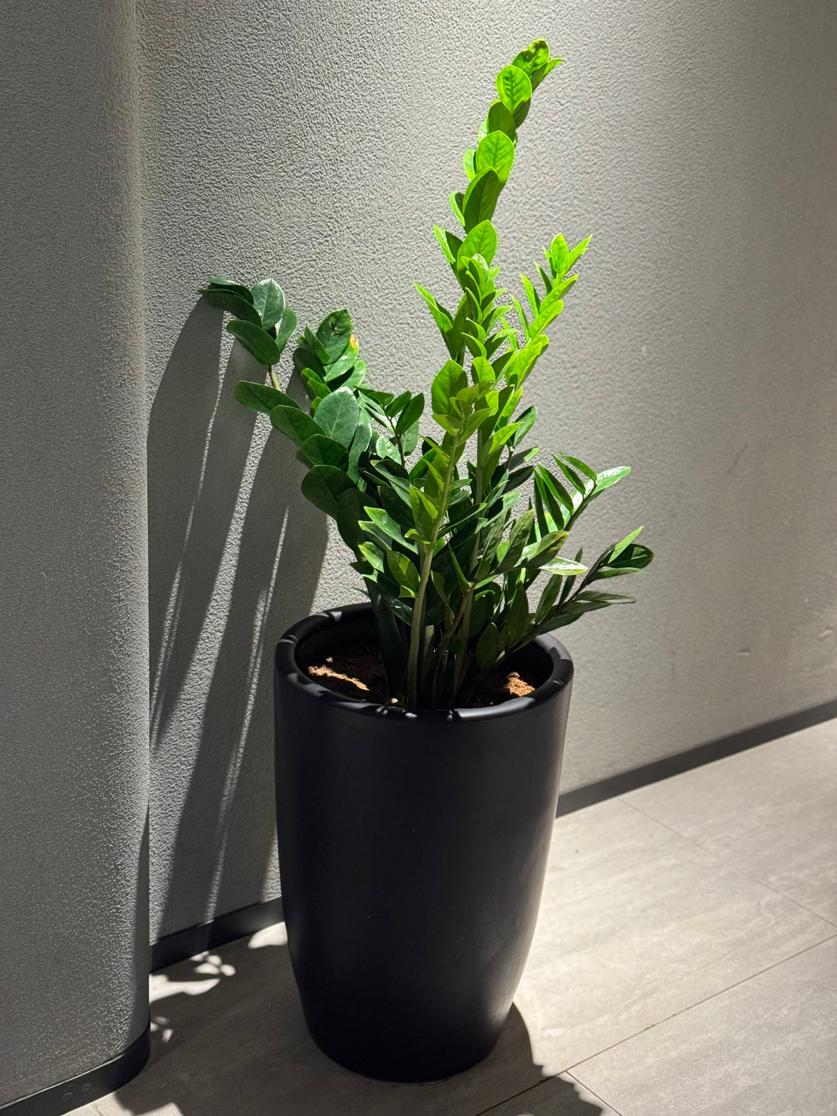 🌿 Indoor Zamia Holland – 90 cm (with Black Pot) 🌿