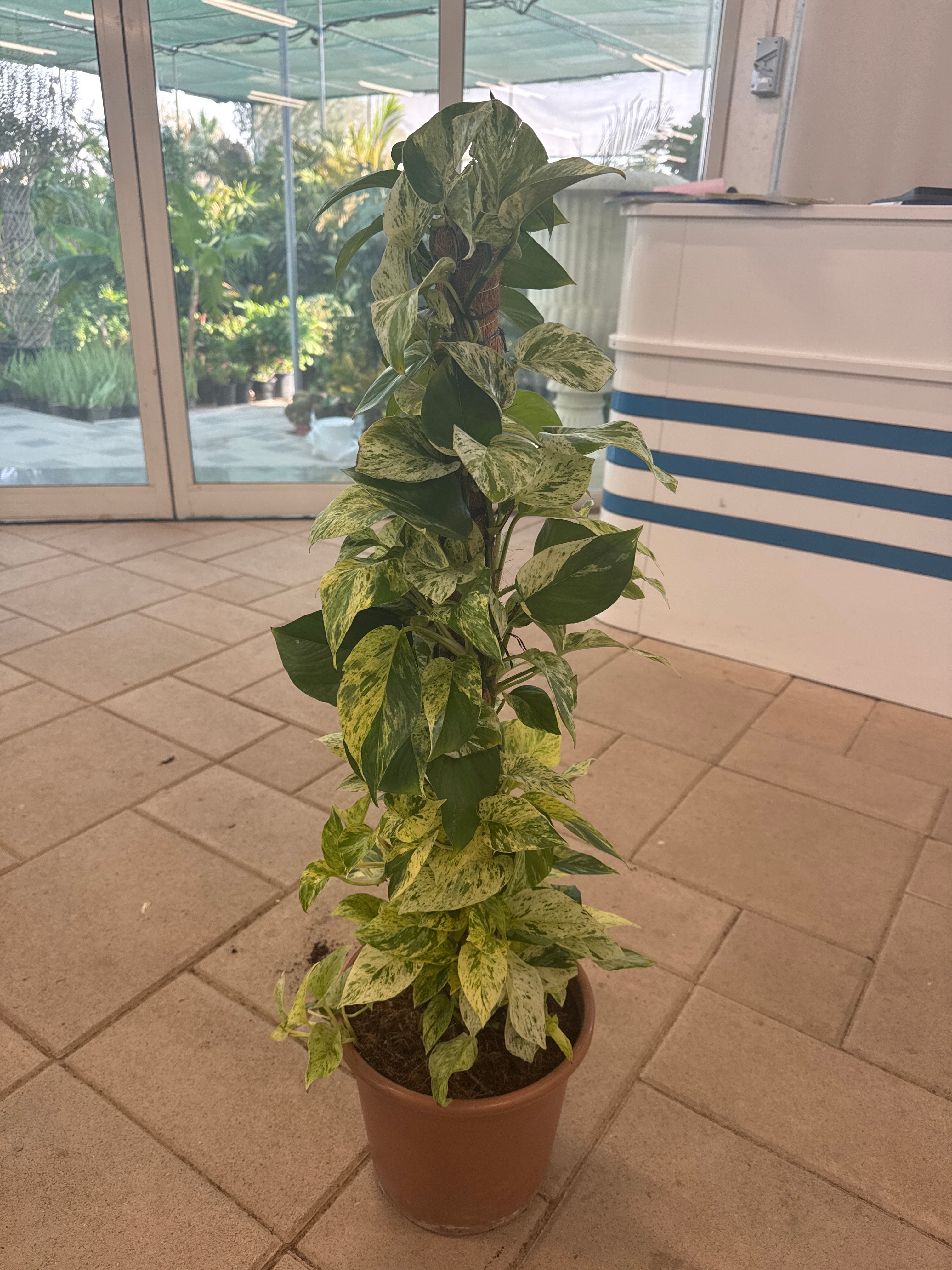 Marble Queen Pothos Moss Pole – 150 cm (Nursery Pot)