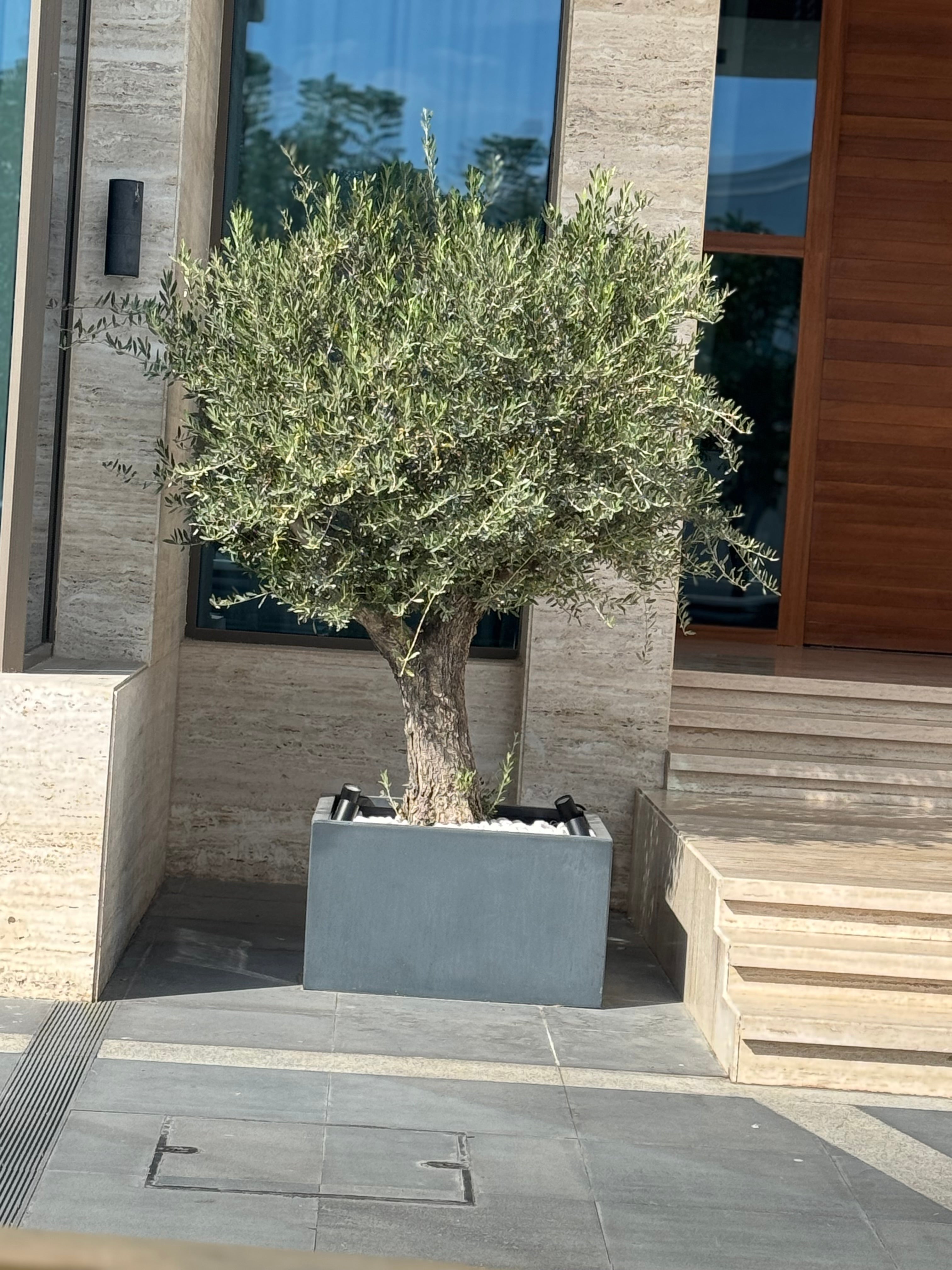 Tank Trunk Olive Tree – Old Sculptural Statement 200 cm