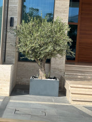 Tank Trunk Olive Tree – Old Sculptural Statement 200 cm