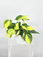 Philodendron Brasil