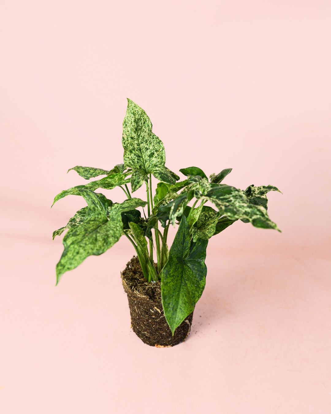 Syngonium Mottled Mojito