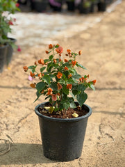 Bougainvillea Mix Color