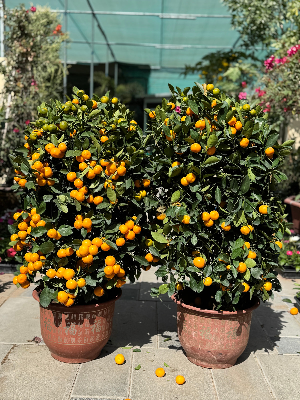 Two Kumquat Citrus Plant Bundle –