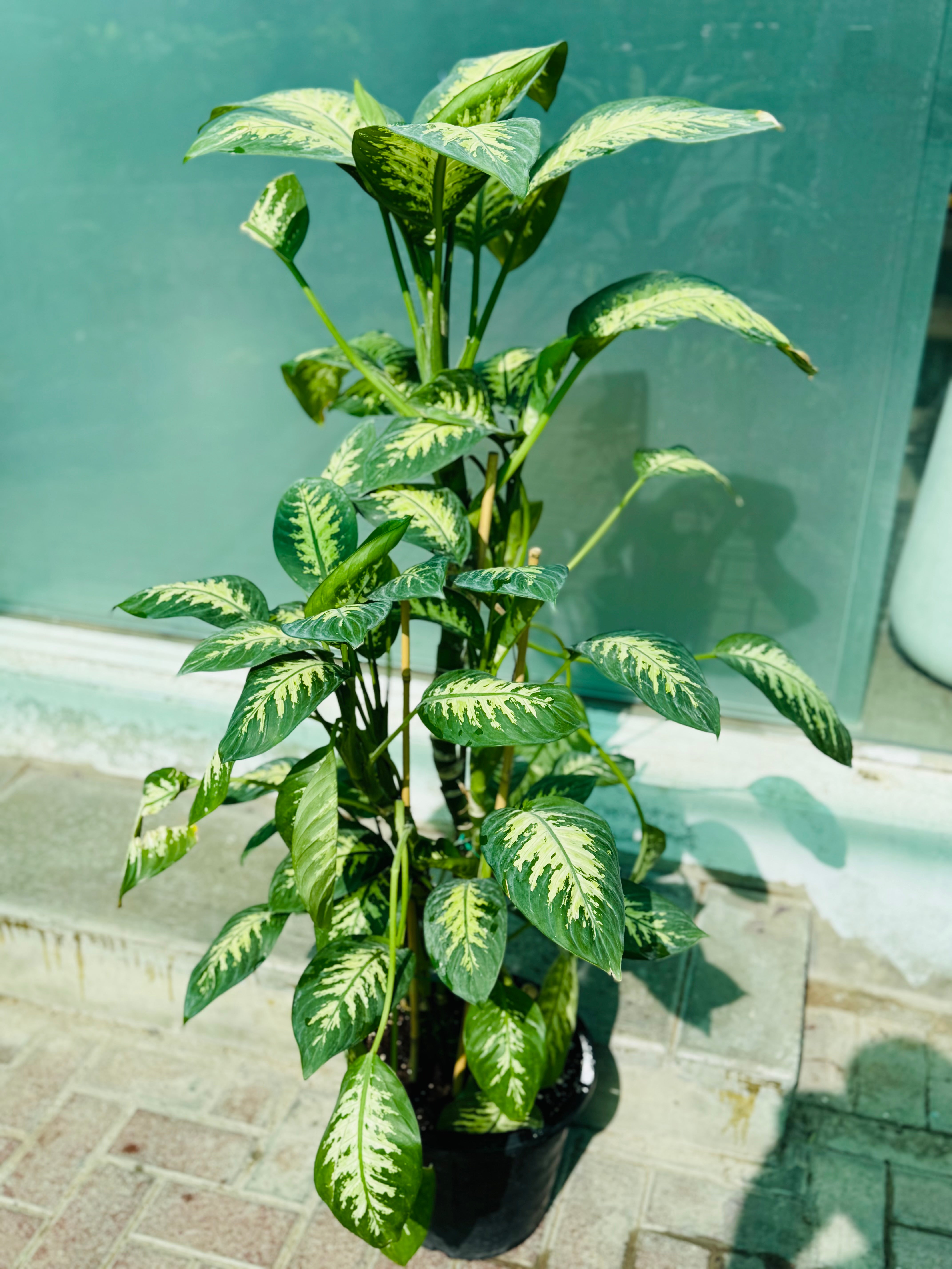 Dieffenbachia (Dumb Cane) – Premium Variegated Indoor Plant 100 cm