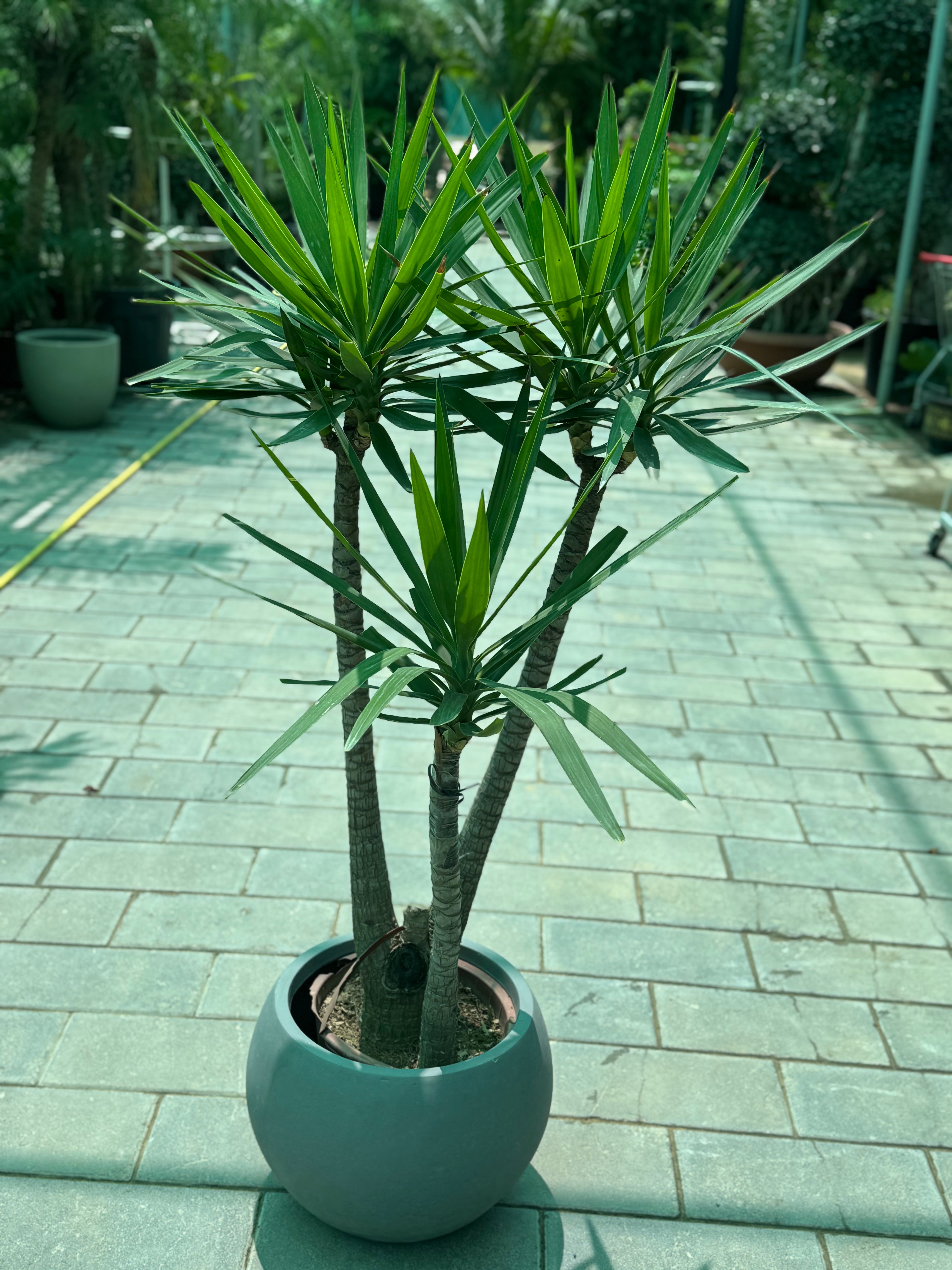 Yucca Plant – 3PP (140–150 CM) with Nursery Pot