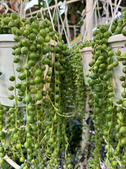 String of pearls