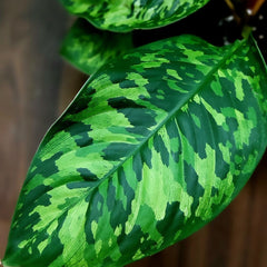 Homalomena 'Camouflage'