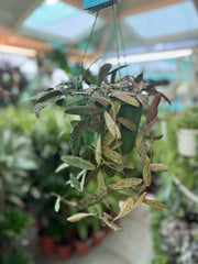 Hoya Sigillatis
