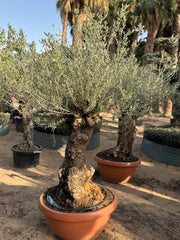 Olive Tree – Old Trunk | Height 180–200 cm