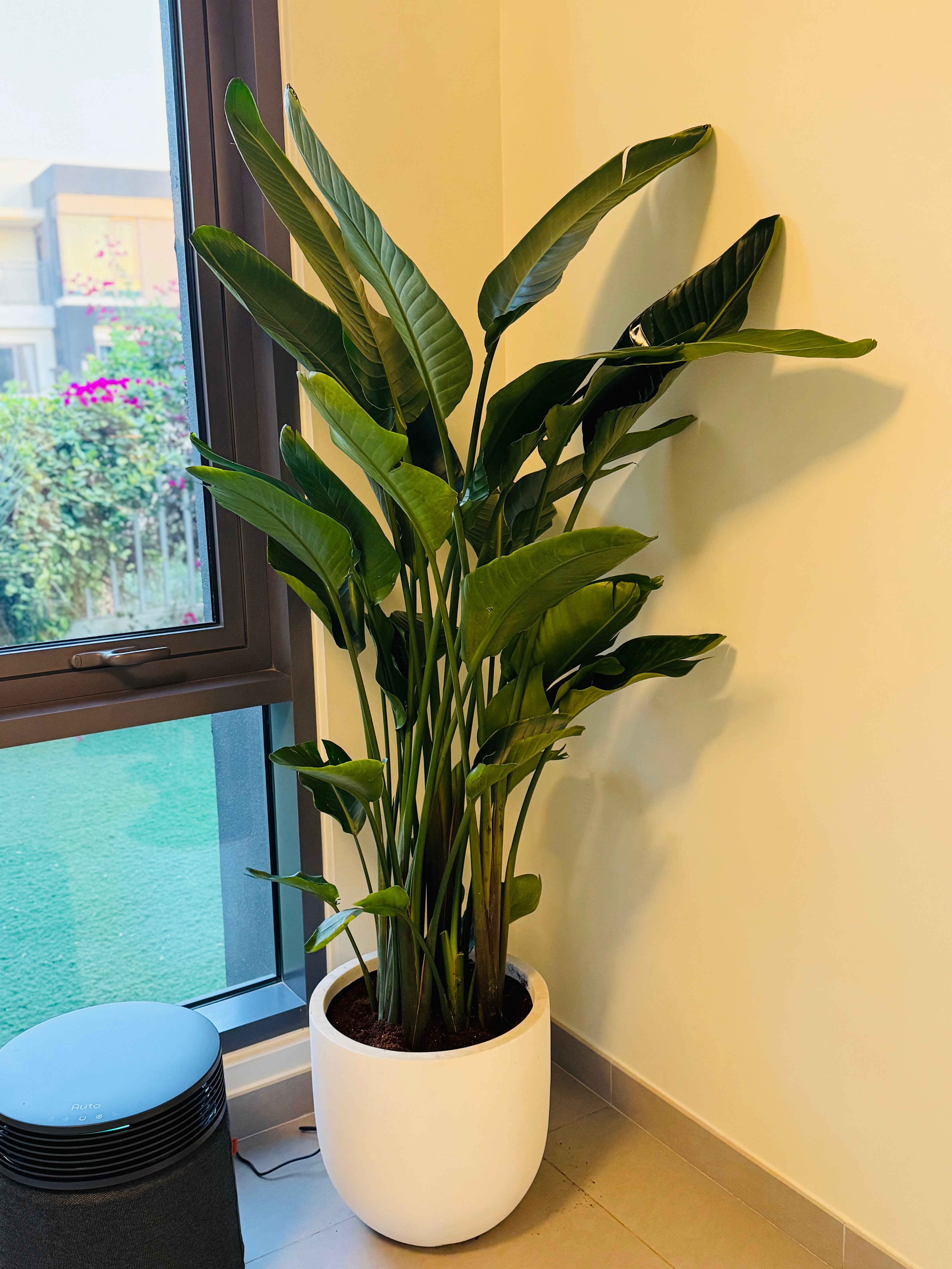 Bird of Paradise – 200 CM**, beautifully paired with a premium Fiber Clay Pot.