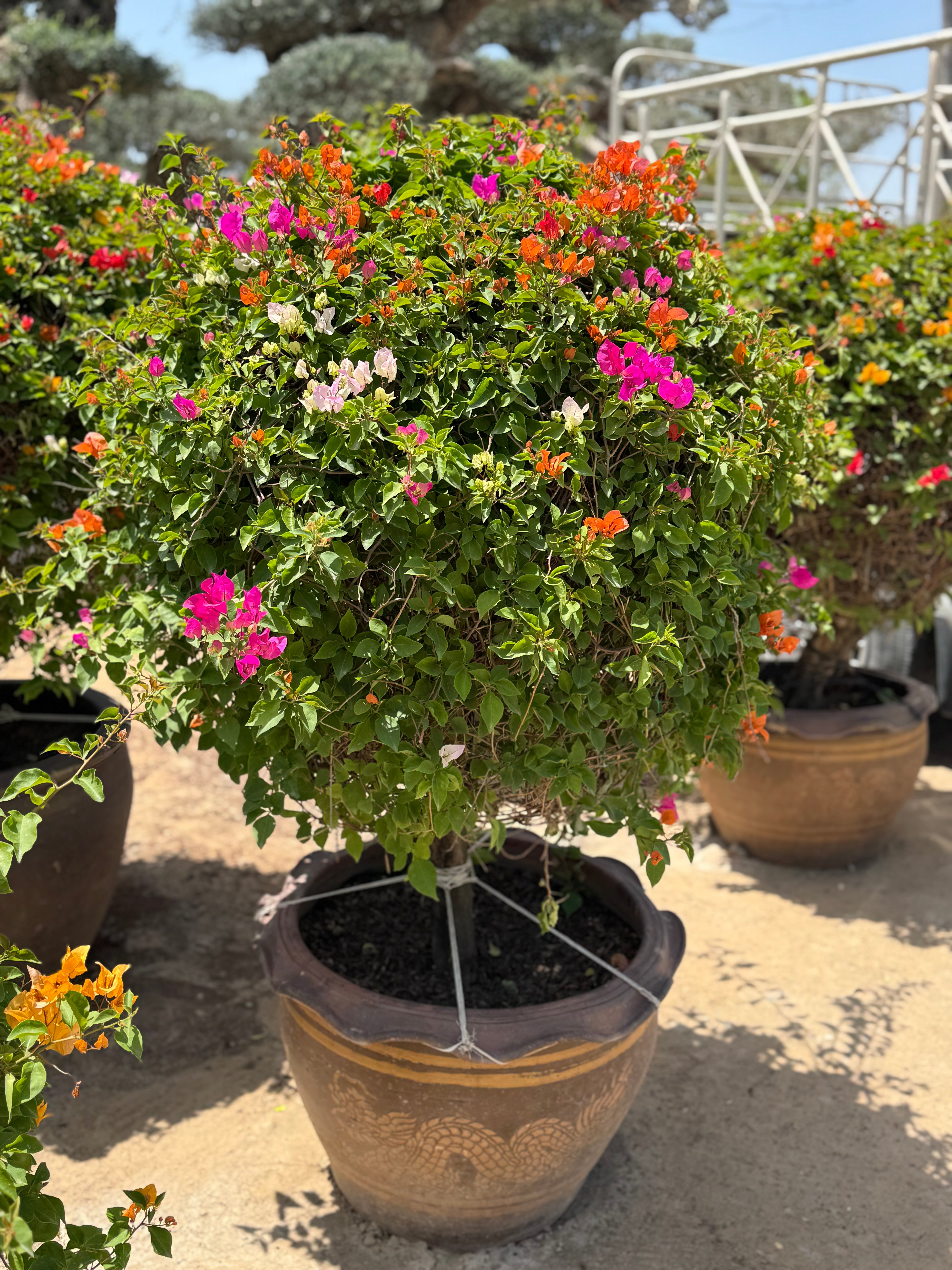 Bougainvillea Standard Tree – 150 cm with Decorative Pot