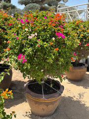 Bougainvillea Standard Tree – 150 cm with Decorative Pot