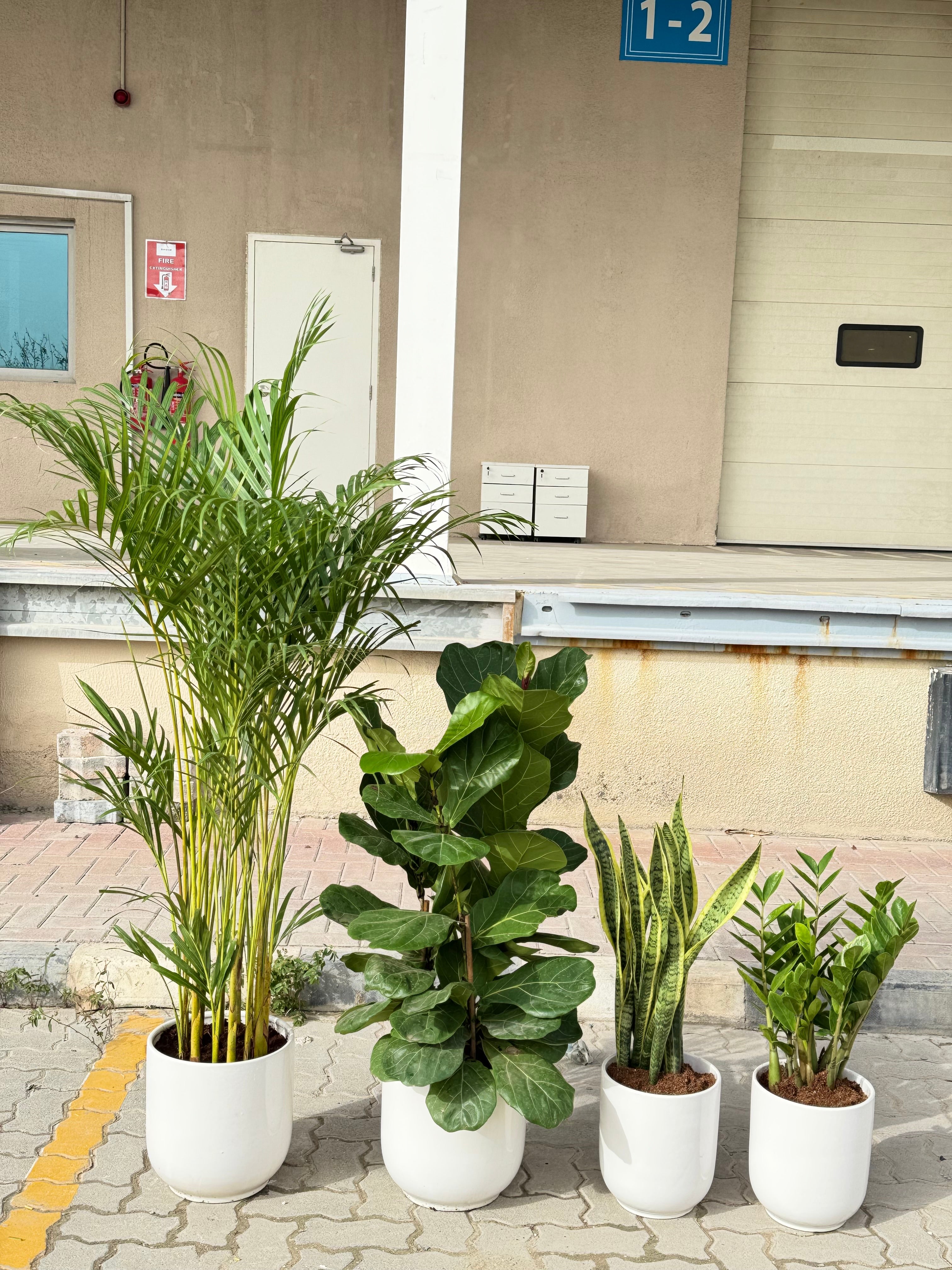 4 Plant Bundle with Premium Ceramic Pots — Indoor Styling Set