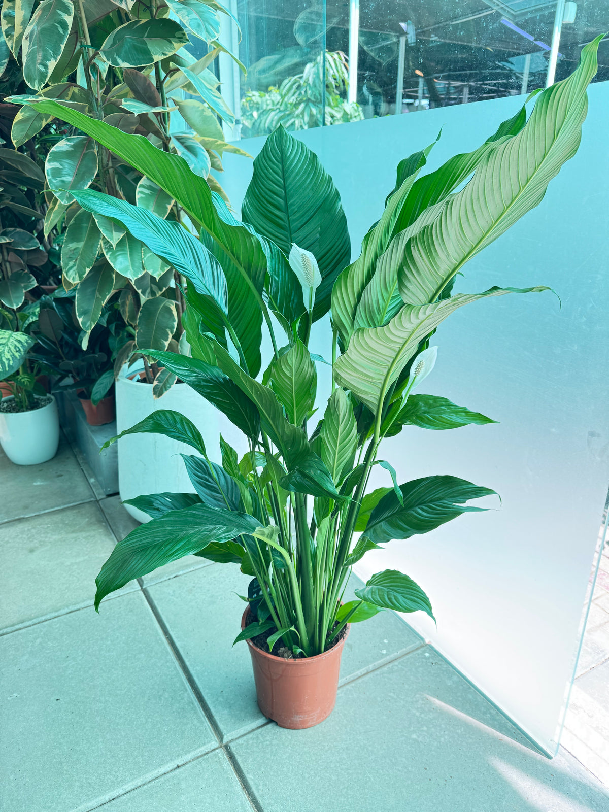 Spathiphyllum Holland – 120 cm (Peace Lily)