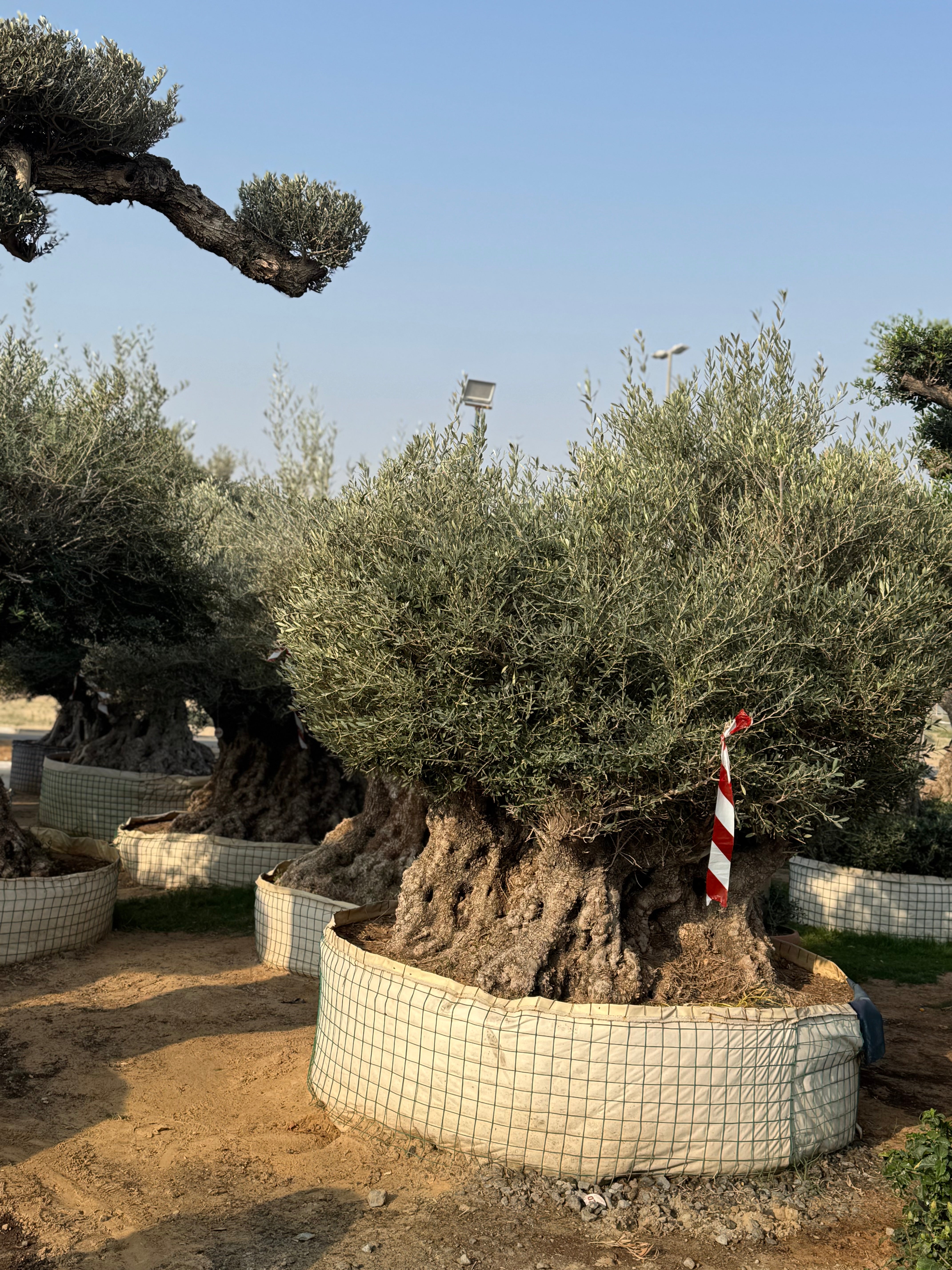 Ancient Olive Tree – Majestic & Timeless Statement Tree