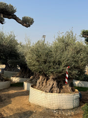 Ancient Olive Tree – Majestic & Timeless Statement Tree