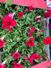 petunia flower Box of 30pcs Mix