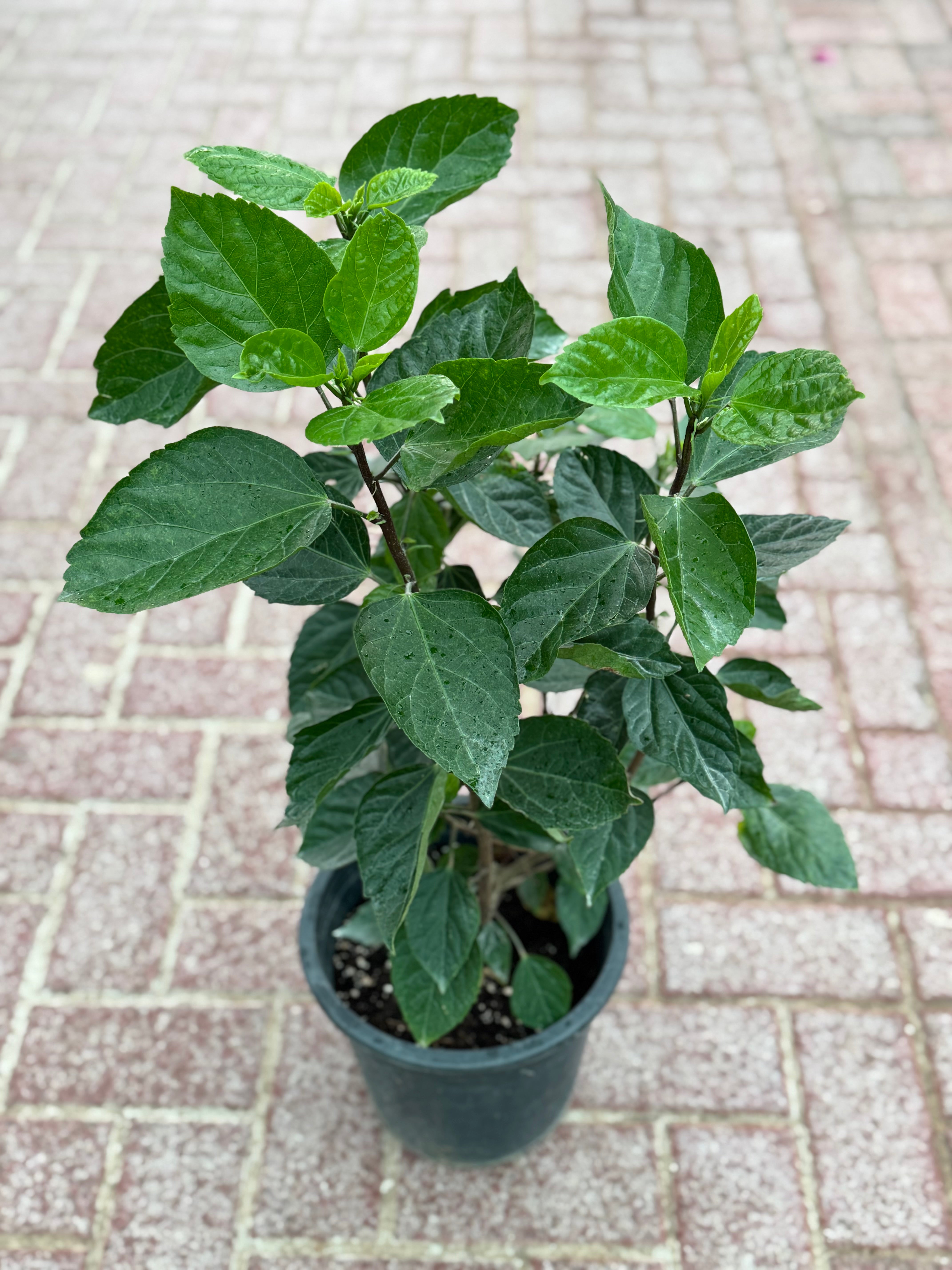 Hibiscus Plant with Nursery Pot 40 to 50 cm