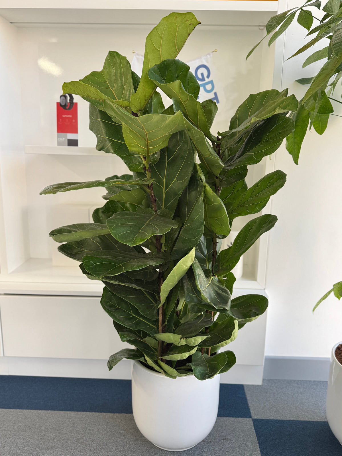 Fiddle Leaf Fig with Premium White Ceramic Pot 100 cm