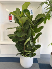 Fiddle Leaf Fig with Premium White Ceramic Pot 100 cm