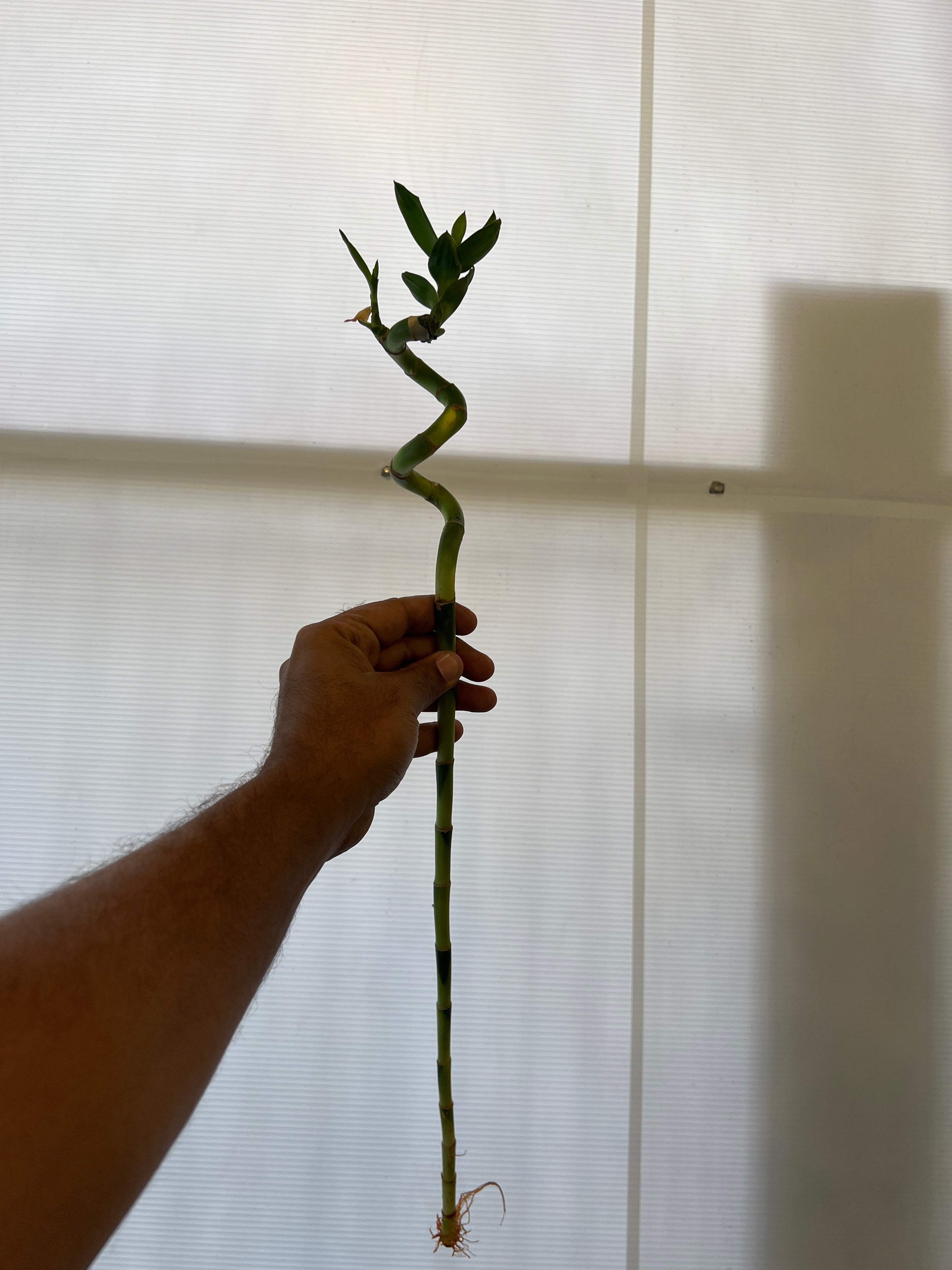 Dracaena sanderiana (Lucky Bamboo)