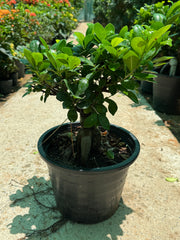 Ficus Ginseng Bonsai – 30 CM (Nursery Pot)