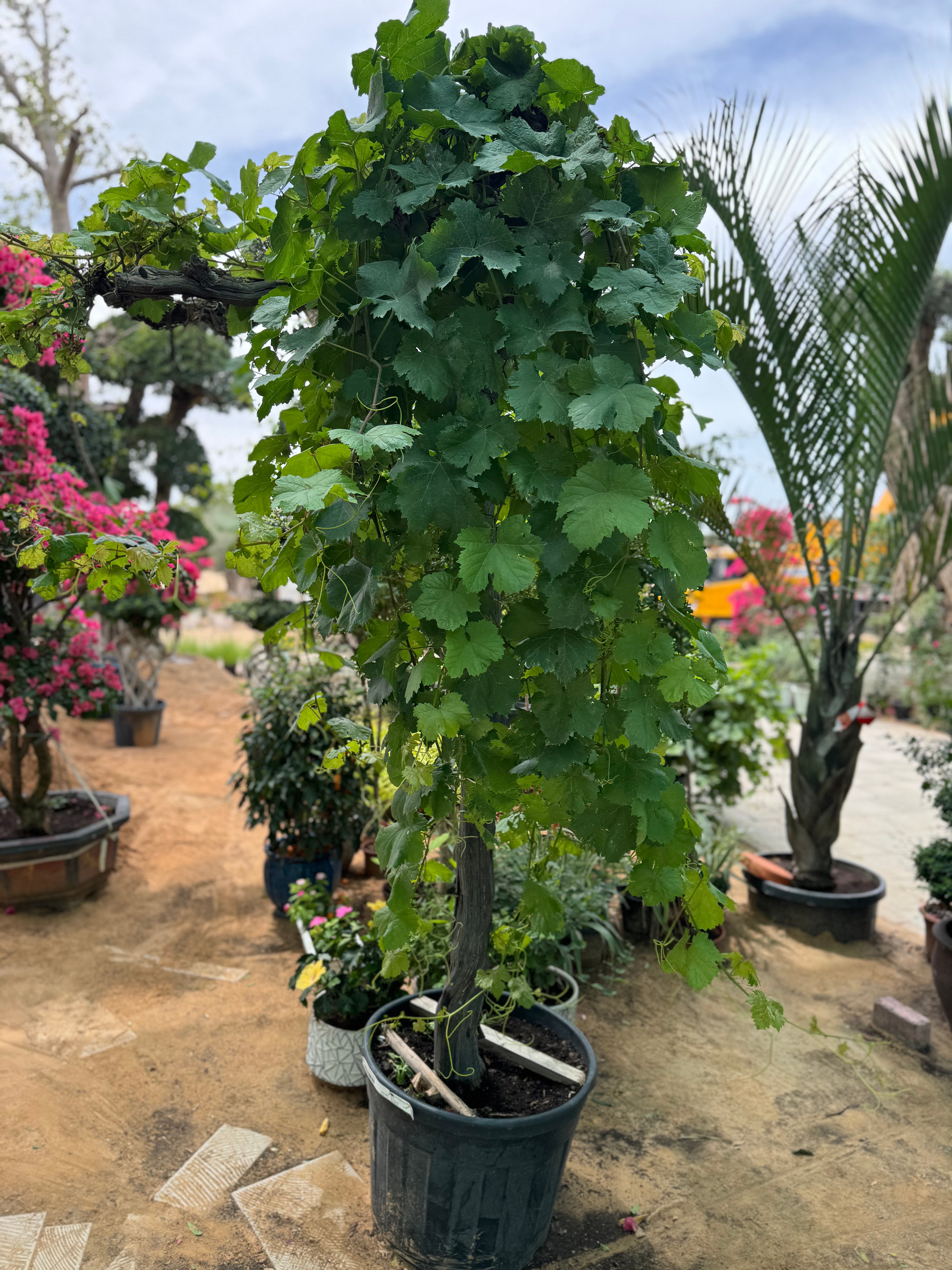 Grape Vine Plant (Vitis) – With Nursery Pot