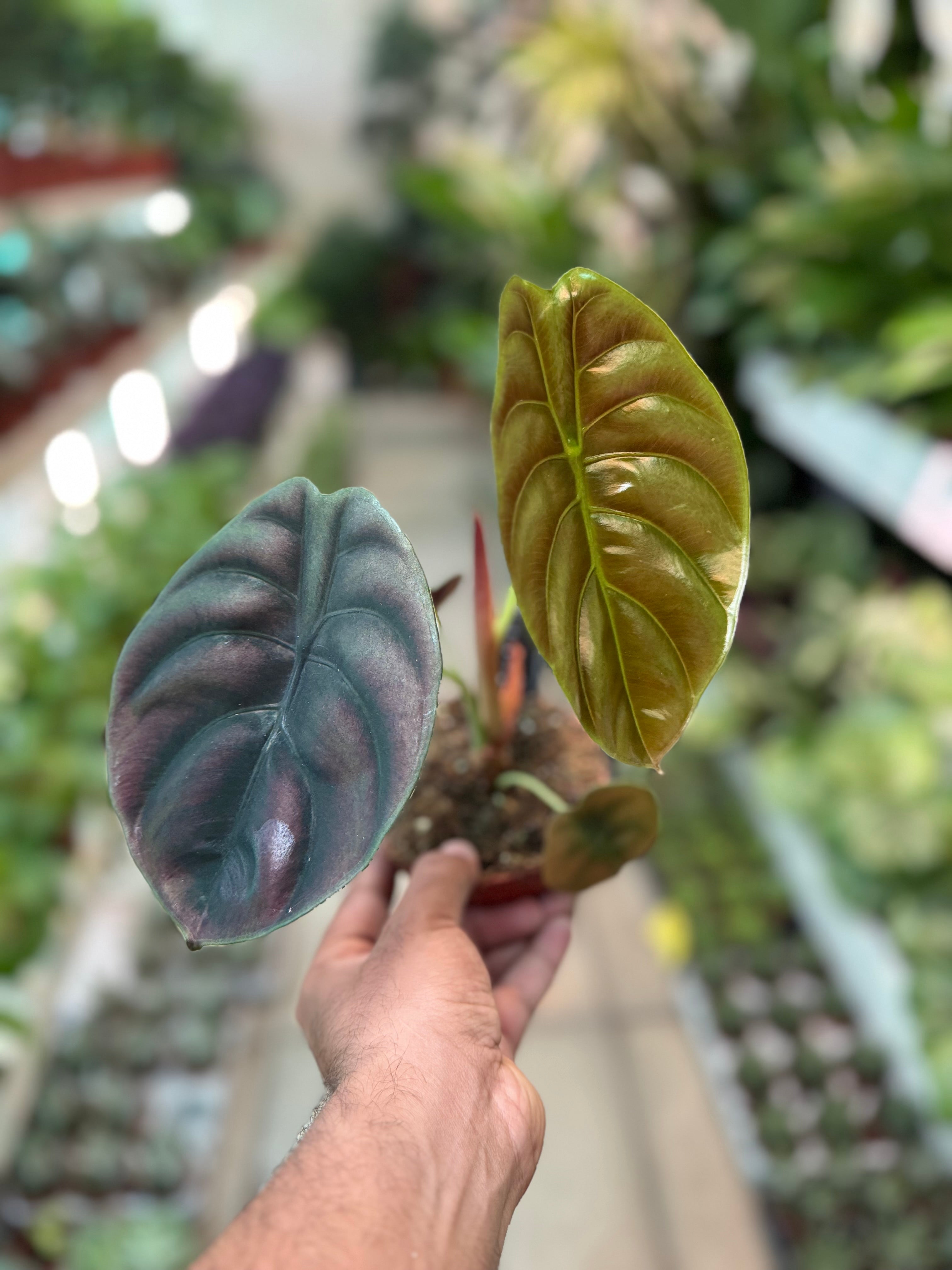 Alocasia cuprea
