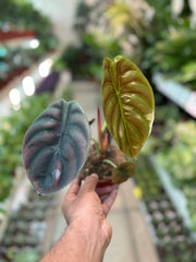 Alocasia cuprea
