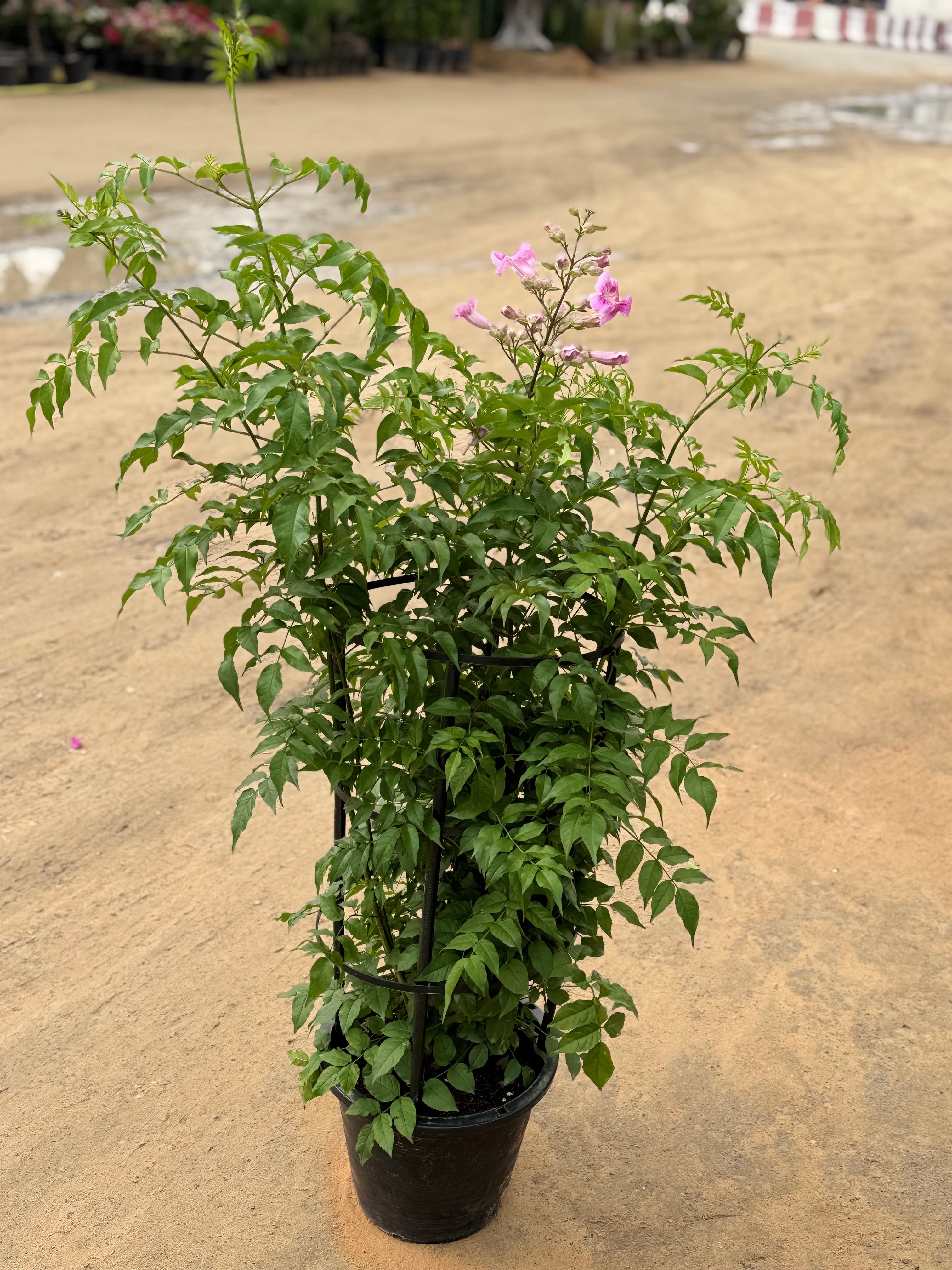 Pink Tecoma – 150 cm with Nursery Pot