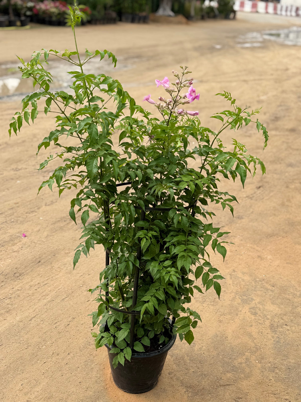 Pink Tecoma – 150 cm with Nursery Pot