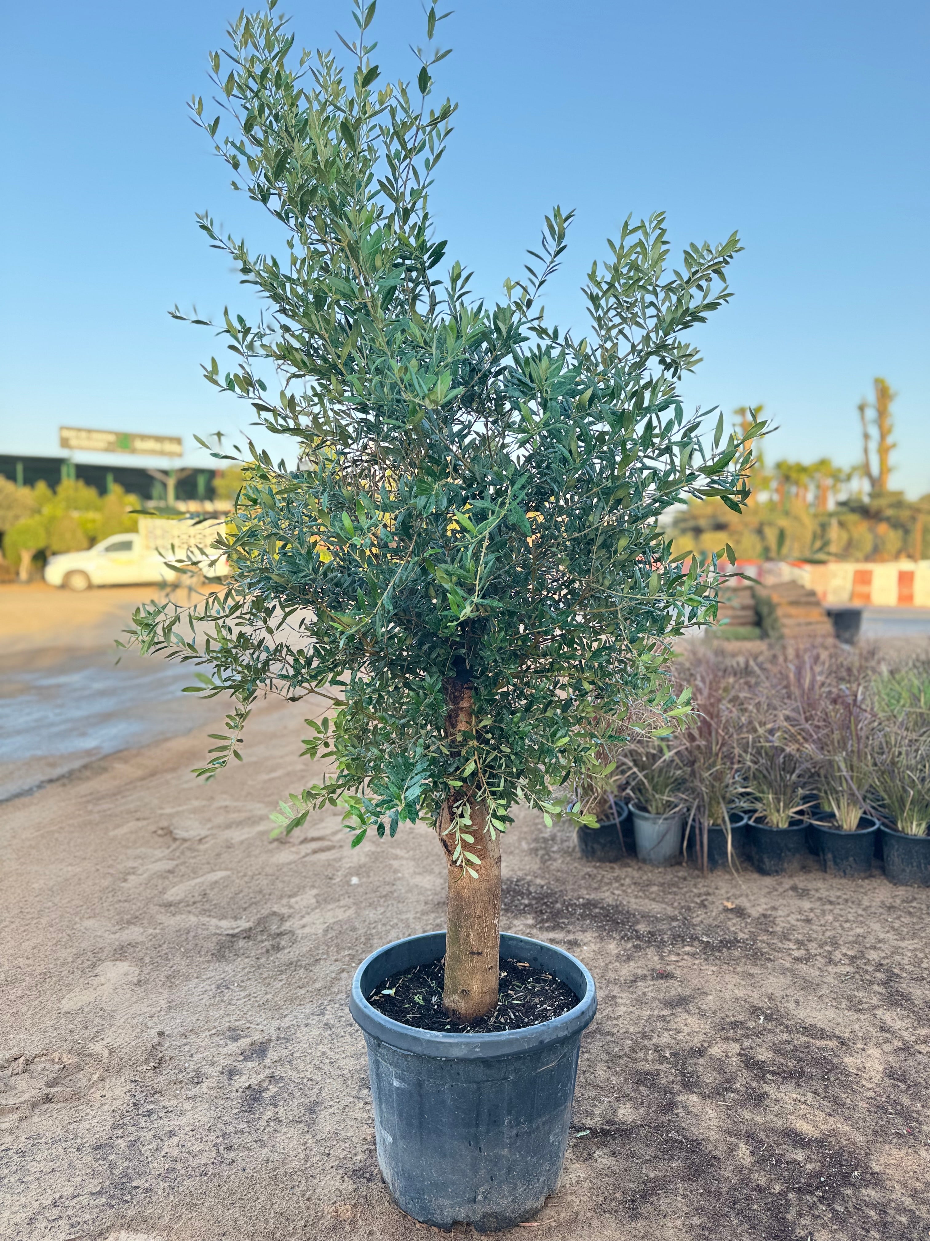 Olive Tree – 200 cm with Nursery Pot