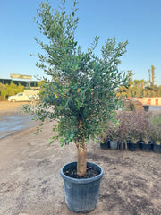 Olive Tree – 200 cm with Nursery Pot