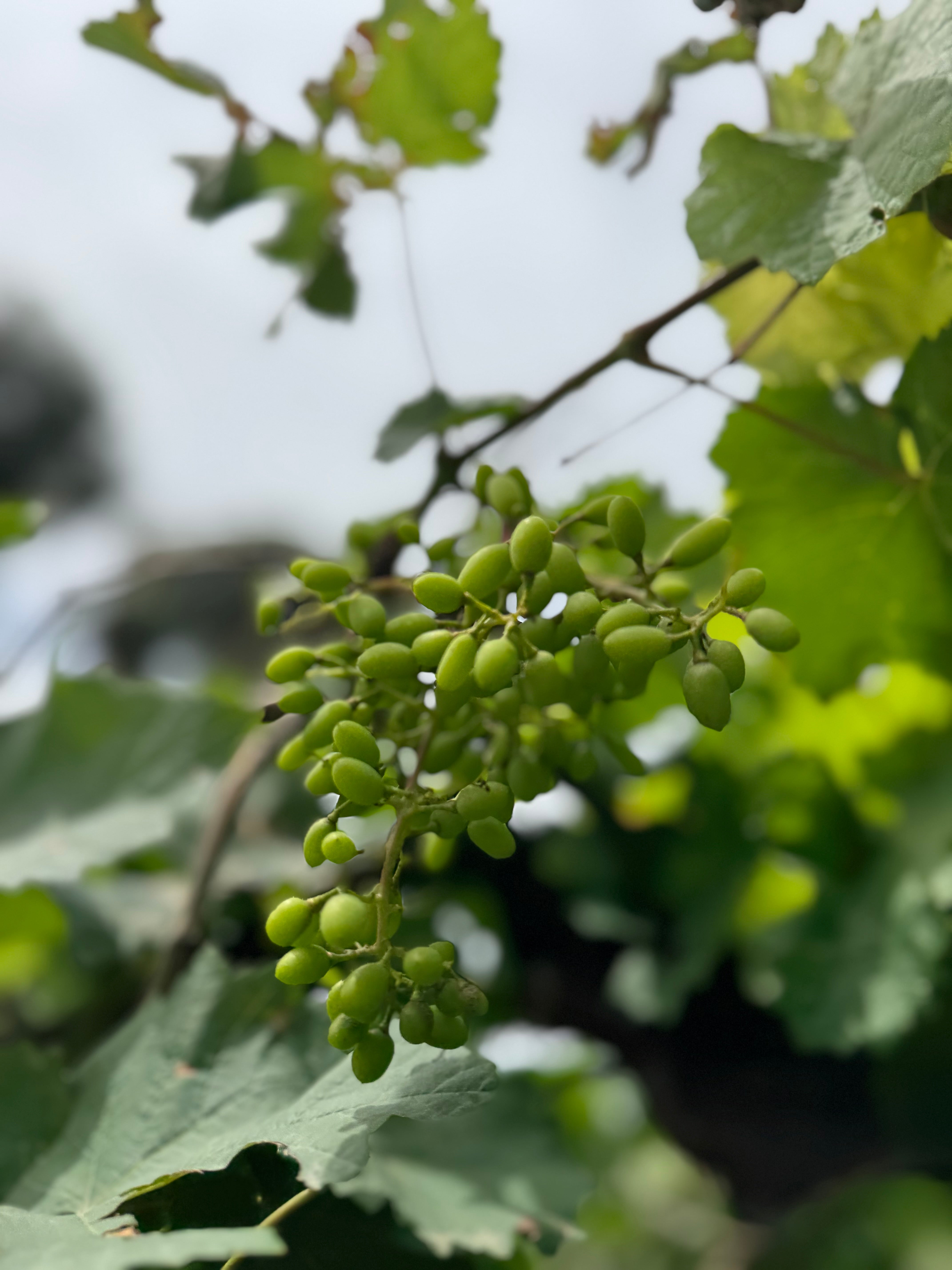 Grape Vine Plant (Vitis) – With Nursery Pot