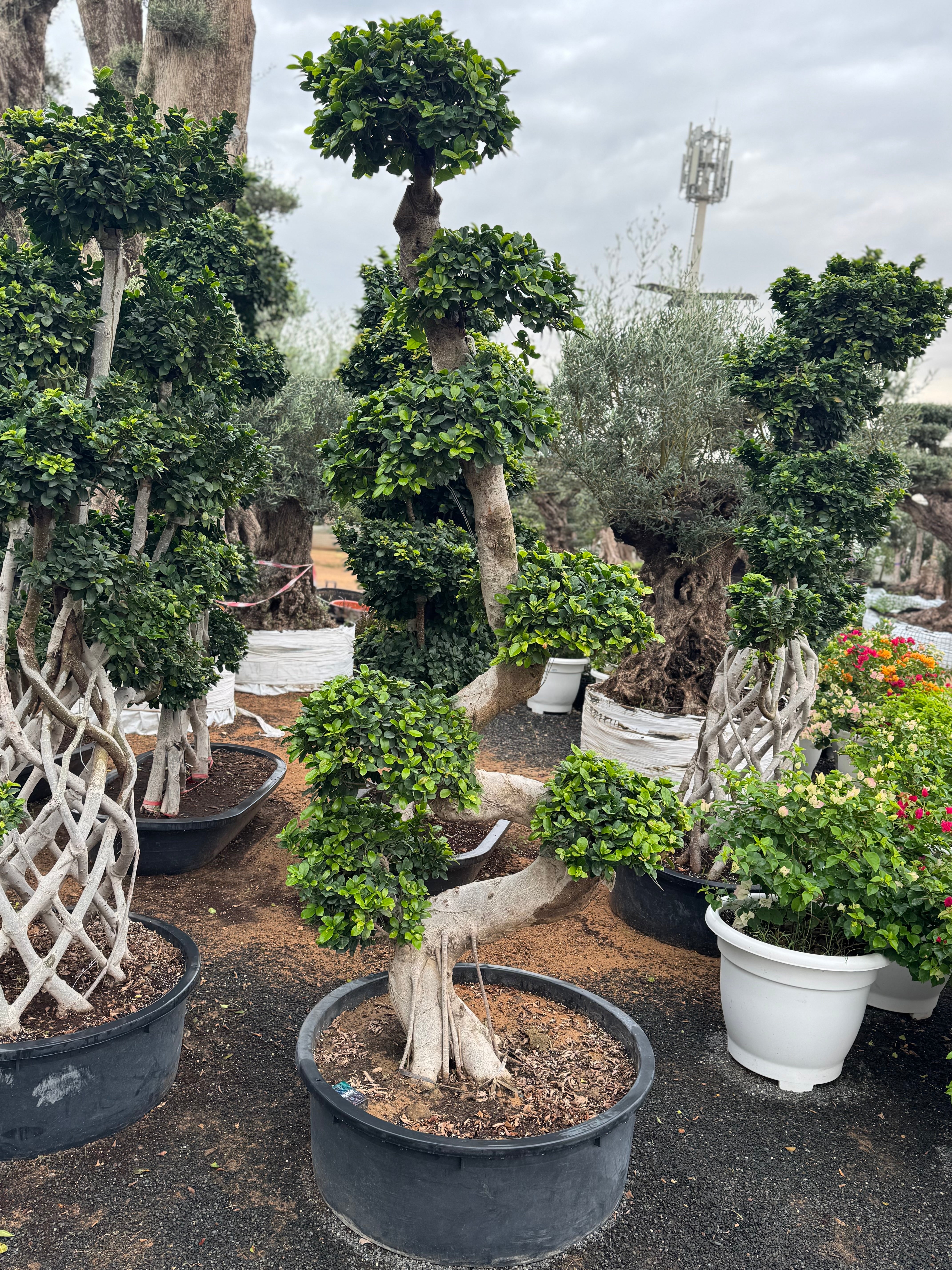 S-Shape Bonsai – 200 cm