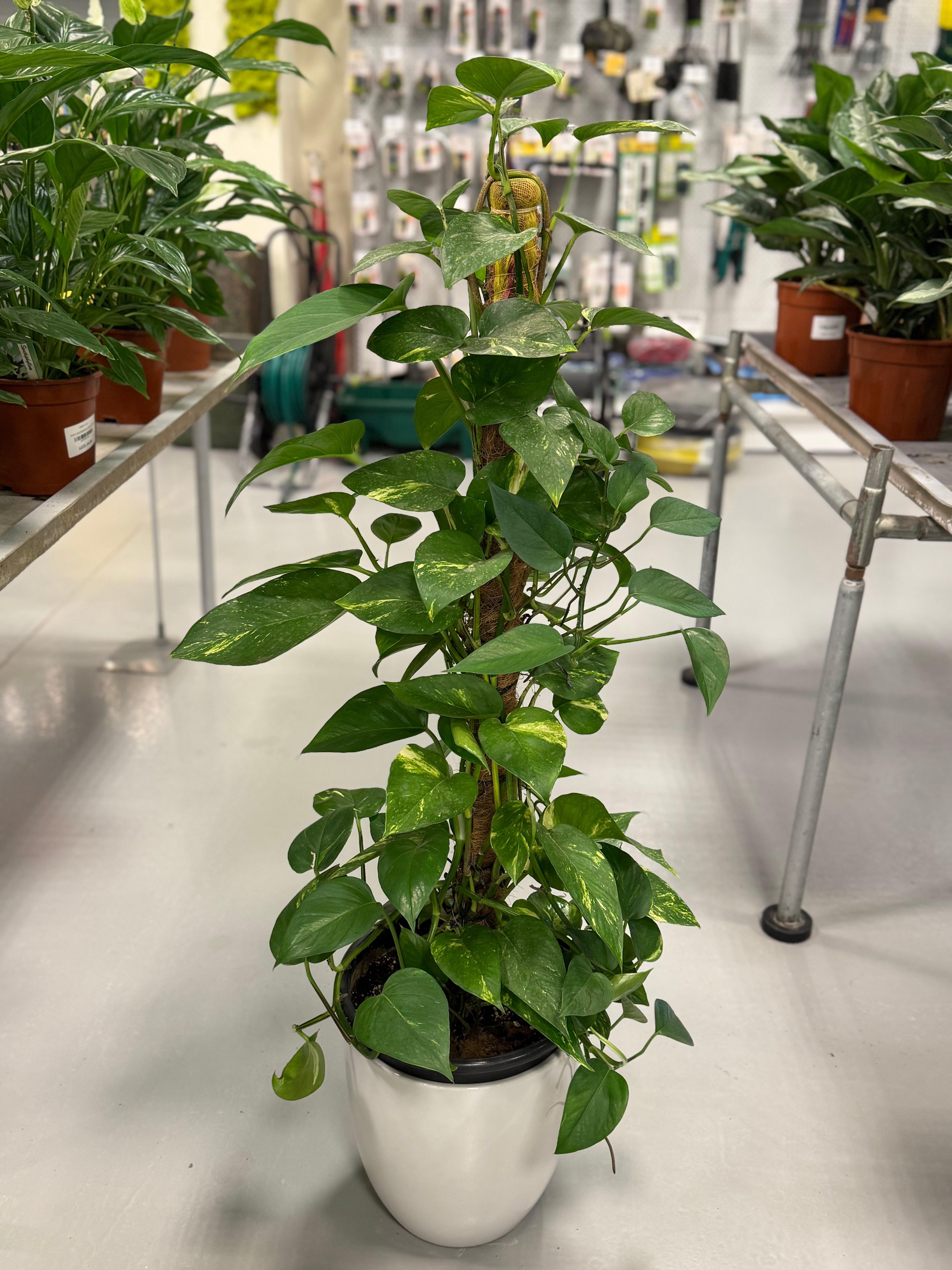 Golden Pothos (Epipremnum Aureum) – 100 CM with White Ceramic Pot