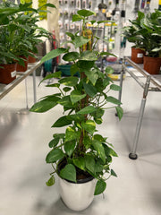Golden Pothos (Epipremnum Aureum) – 100 CM with White Ceramic Pot
