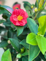 Camellia Plant – 120 cm