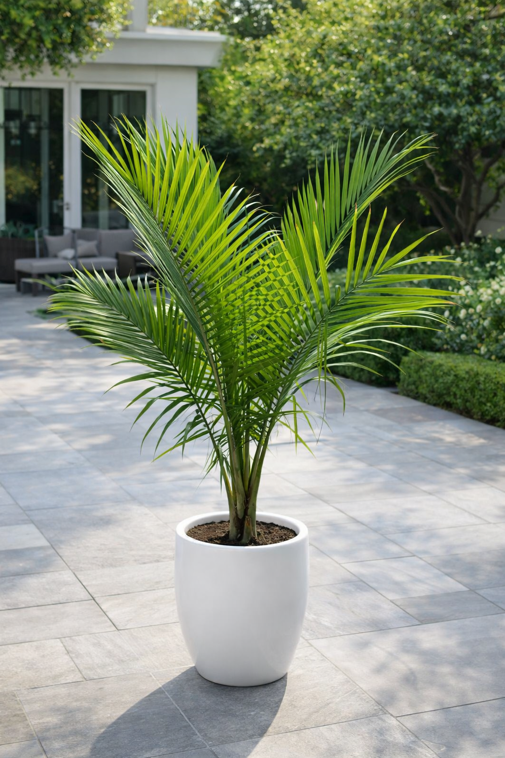 Kentia Palm – Premium Indoor Plant 160 cm ceramic pot