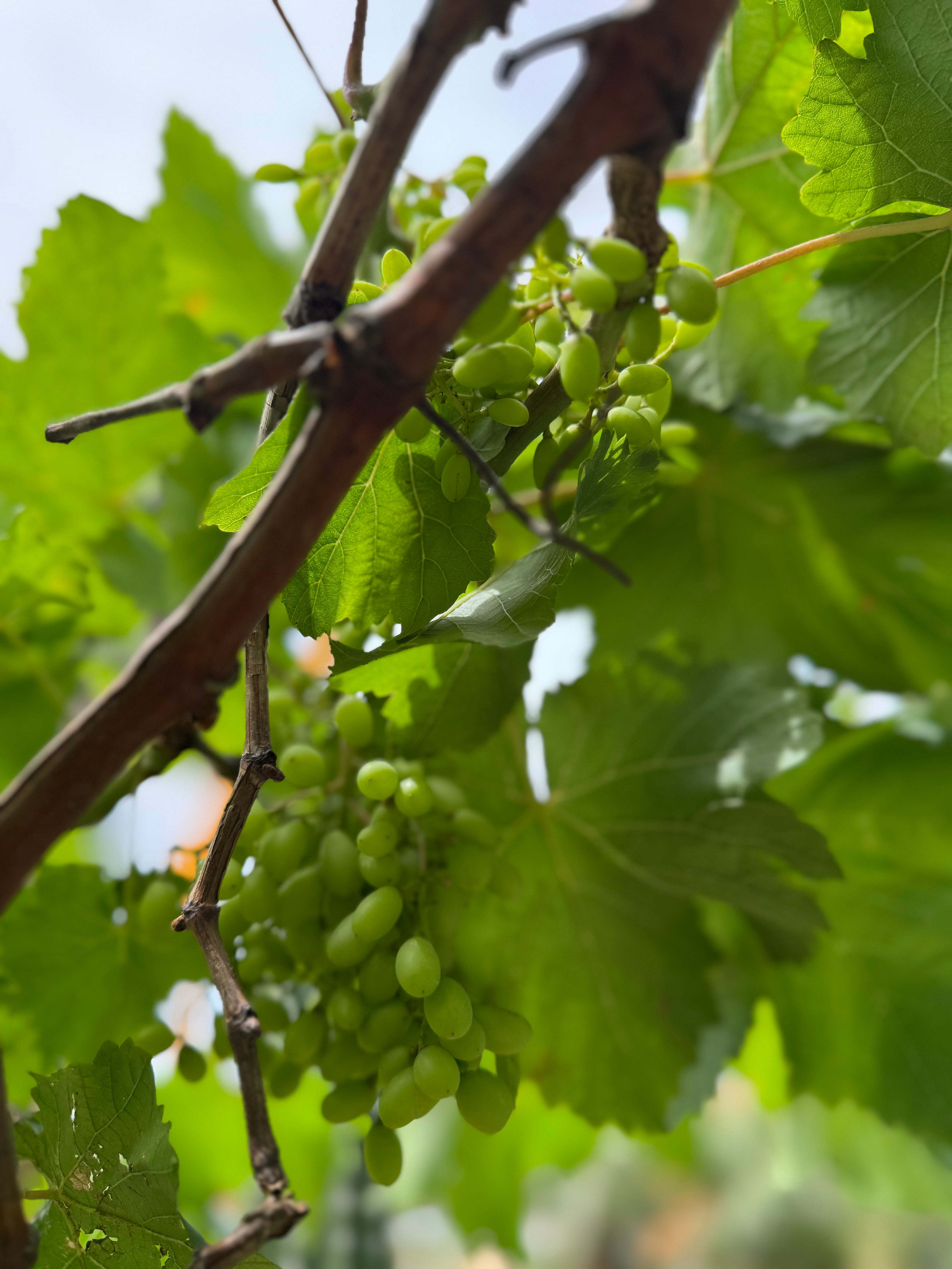 Grape Vine Plant (Vitis) – With Nursery Pot