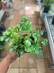 Monstera Minima