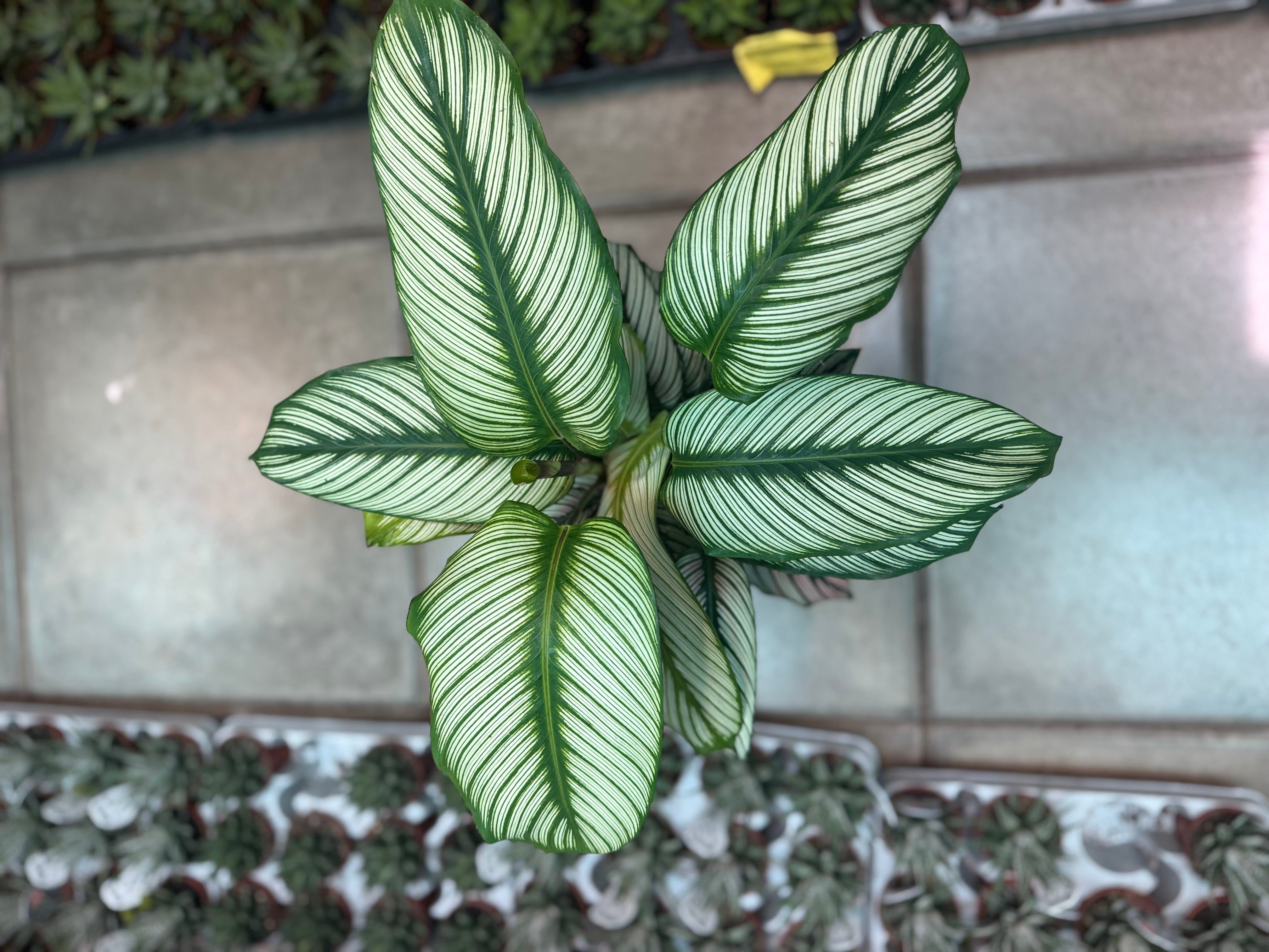 Calathea White Star