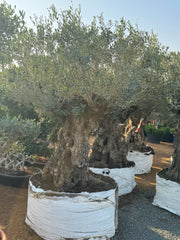 Mature Olive Tree – Strong Trunk Mediterranean Beauty 200 cm