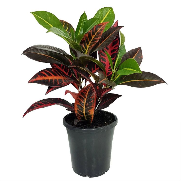 Croton