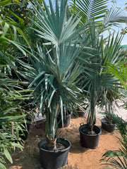 Blue Fan Palm (Bismarckia nobilis) – Premium Silver Landscape Palm 200 cm