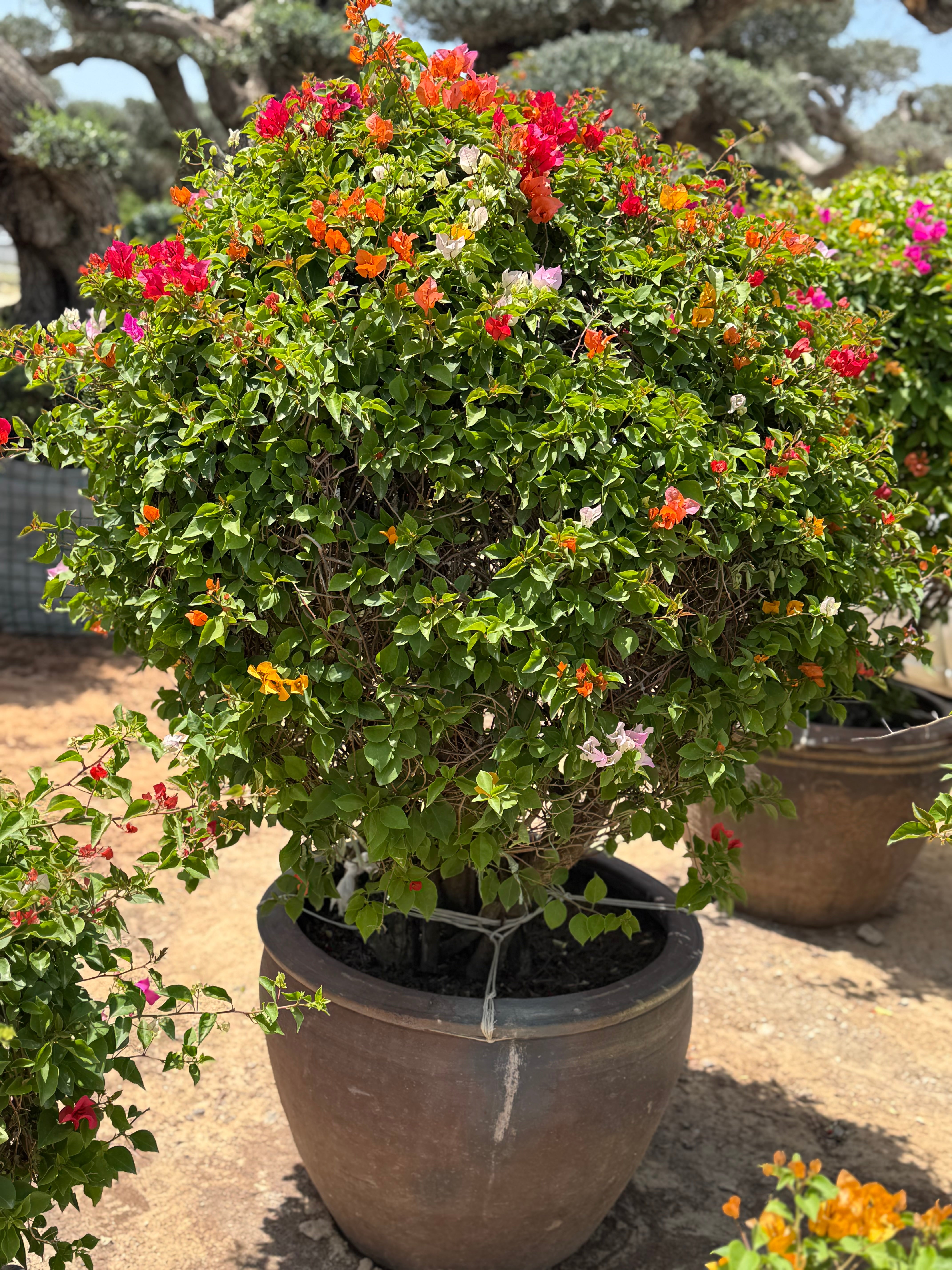 Bougainvillea Standard Tree – 150 cm with Decorative Pot