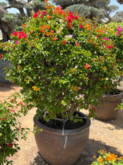 Bougainvillea Standard Tree – 150 cm with Decorative Pot